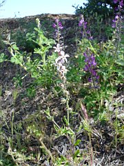 silene gallica